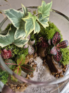 Modelo de terrário decorativo 1